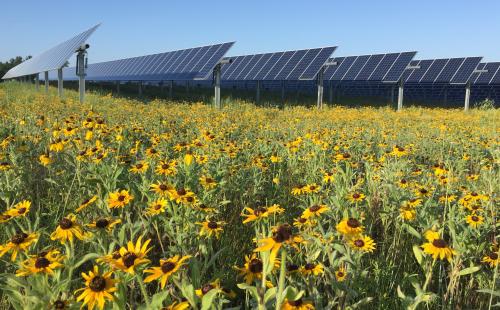 Solar plus pollinators project MnSEIA