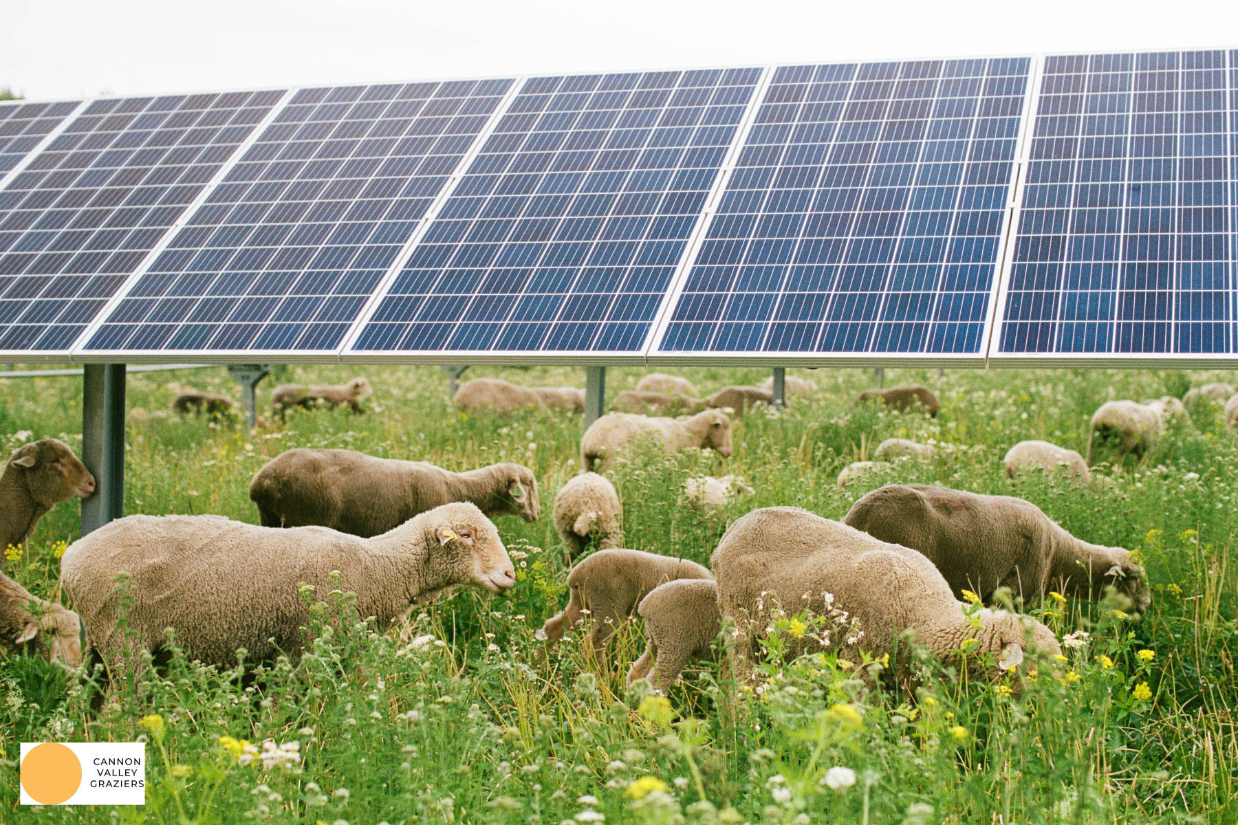 Sheep grazing under solar panels
