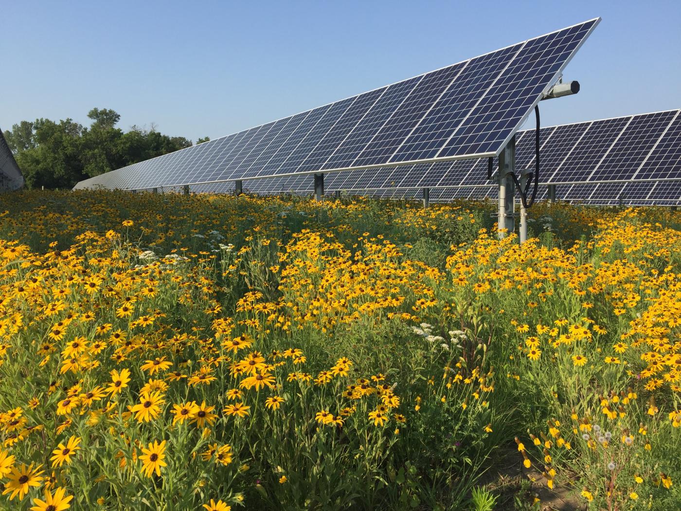 Minnesota community solar garden with pollinators, MnSEIA