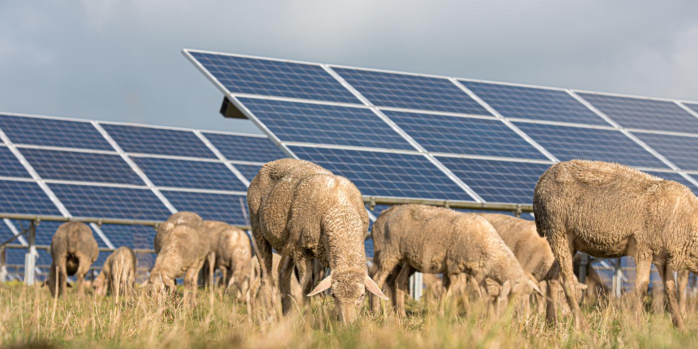 Solar on farm with sheep grazing MnSEIA