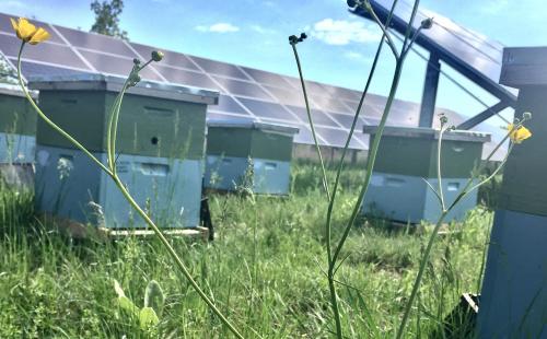 Bees on pollinator flowers next to a community solar array MnSEIA