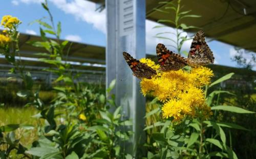Community solar garden in Minnesota farm MnSEIA pollinators