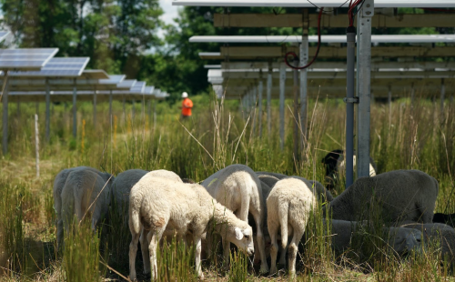 Sheep graze under solar panels in Minnesota, MnSEIA and Star Tribune