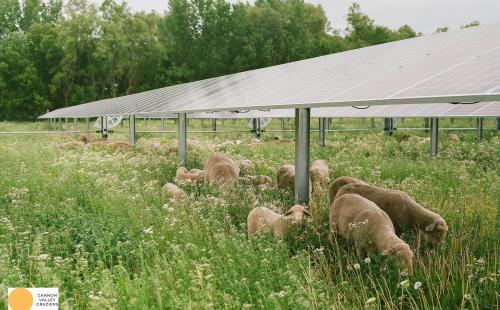 Minnesota solar garden with grazing sheep, MnSEIA