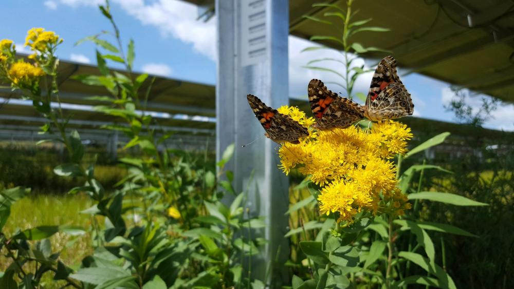 MN Native Landscapes CSG with pollinators and butterfly